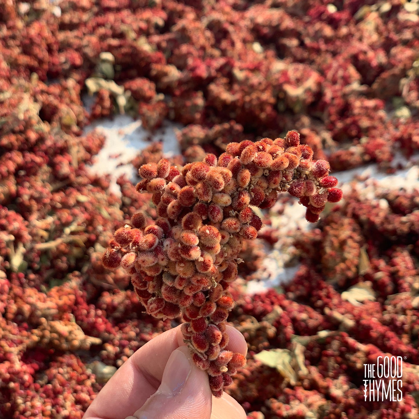#0 Sumac 80G